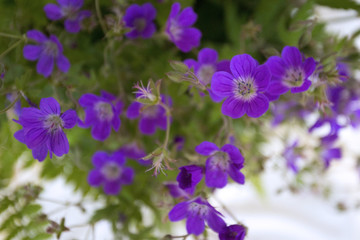 bouquet of forest geranium
