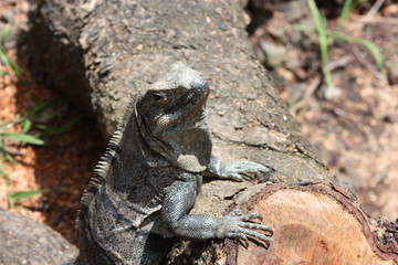 Cute lizard leanding his front feet against a downed tree log looking like he is expecting you to serve him