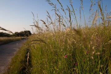 summer day field