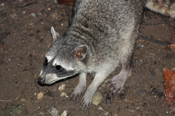 Raccoon walking on dirt with face showing