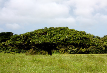 Umbrella Tree in Costa Rica field