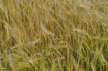 Field of wheat in spring