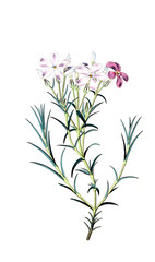 Illustration of plant