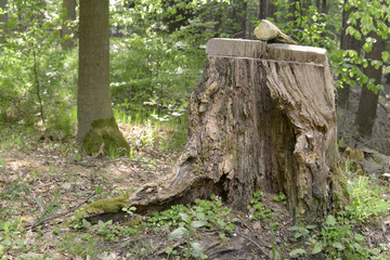 Wald bei Bad Münstereifel