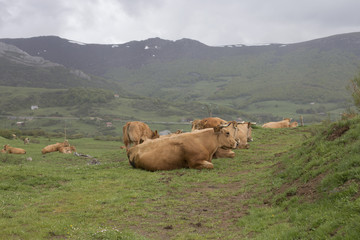 Grazing cows in a meadow