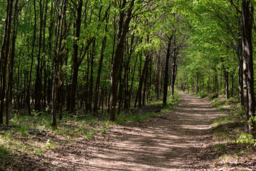 Obraz premium Wald bei Bad Münstereifel