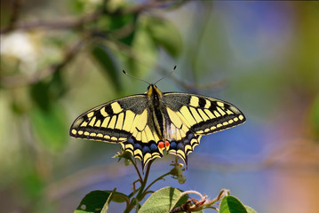 Butterfly mahaon closeup. An insect sitting on a bush against the sky and greenery