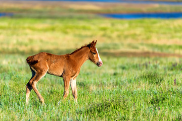 Naklejka na ściany i meble Young foal in green field