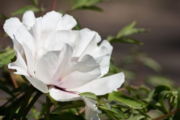 head of the white tree peony closeup