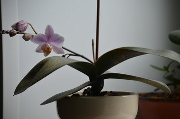 orchid phalaenopsis violet