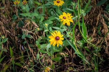 Blackeyed susans growing wild.