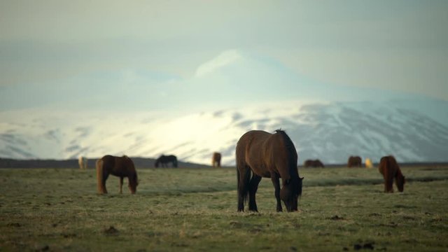 Icelandic horses in moutnain pasture, shallow depth of field cinematic.mov