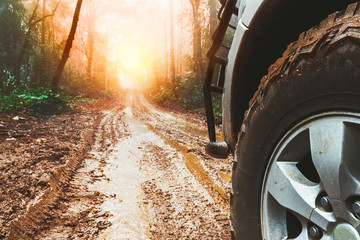 travel car on forest road