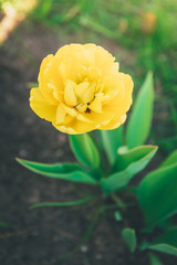 Obraz premium Yellow tulip growing in garden in spring, floral background