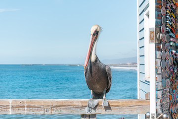 Ave marinha selvagem em cima de píer de madeira na praia de Oceanside, California