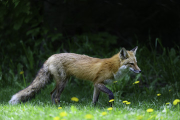 Naklejka na ściany i meble Red Fox Female Vixen Walking on Green Grass in Spring