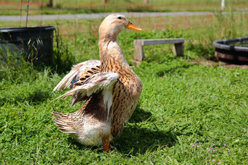 Appleyard Duck with Folded Wings