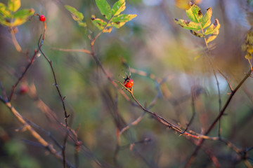 Bright red rosehip berry on a branch in fall season on bokeh background