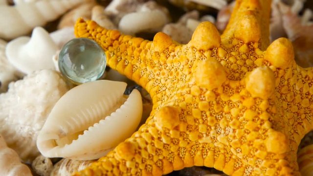 Large Yellow Seastar and close up lots of different mixed colorful seashells as background. Various corals, marine mollusk and scallop shells. Sea vacation travel and beach holiday tourism concept.