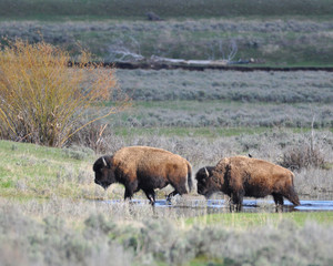 American Bison in Water