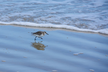 Sandpiper with Reflection on Beach with Foamy Waves