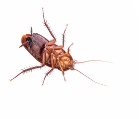 flip over cockroach isolated on white background