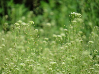 green grass and small flowers lawn close up spring or summer photo
