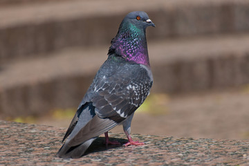 city pigeon