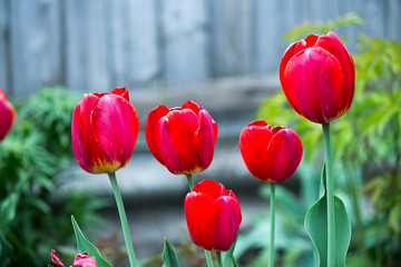 Tulips. Home red flowers in the garden