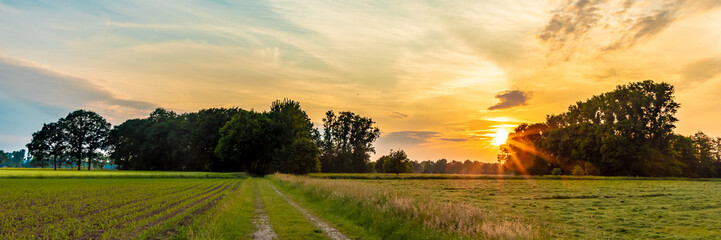 field with sunset in summer landscape background
