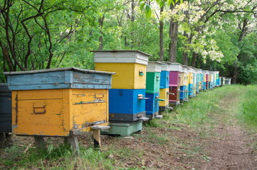 Bee hives in the spring acacia forest.