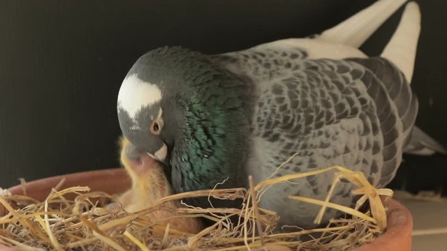 homing pigeon bird hatching new born