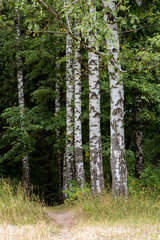 Obraz premium Birches in the forest.