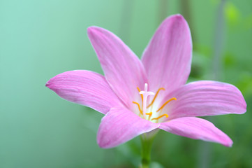 Pink rain lily, Zephyranthes sp., Central of Thailand