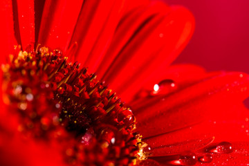 深紅のガーベラ