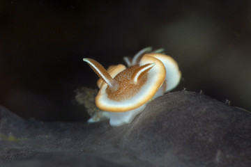 Nudibrunch Glossodoris rufomarginata. Picture was taken in Anilao, Philippines