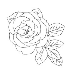 Vector illustration, isolated rose flower in black and white colors, outline hand painted drawing