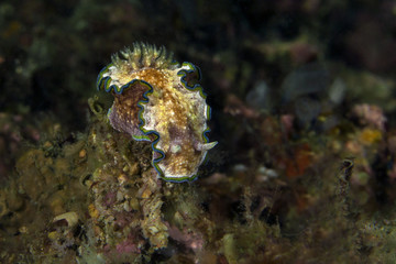 Nudibranch Glossodoris cf cincta . Picture was taken in Anilao, Philippines