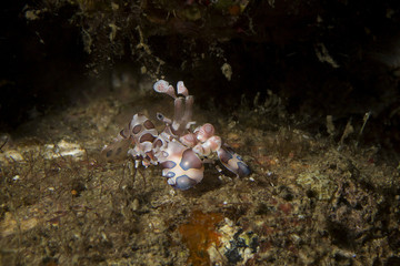 Harlequin shrimp (Hymenocera picta). Picture was taken in Anilao, Philippines