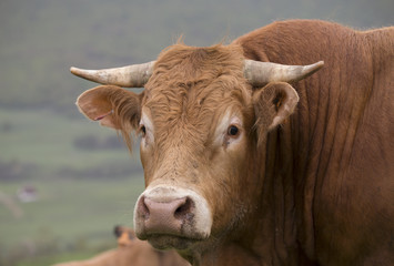 Portrait of a bull