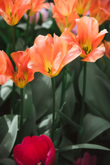 Close up of Orange Tulips, Amsterdam, Holland, The Netherlands