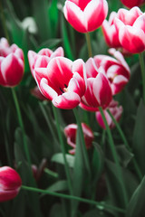 Red, Pink, and White Tulips, Amsterdam, Holland, The Netherlands
