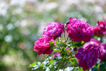 Beautiful pink and purple roses flowers with blurred green background