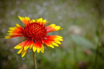 Rudbeckia Hirta 'Cappuccino' aka Black-eyed Susan