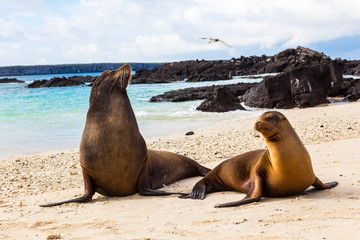 Fototapeta premium Couple of sea lions on the beach of Genovesa Island