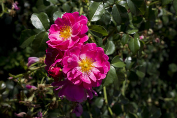 Rosa Nutkana (wild rose) close-up with sunrise