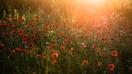 Pole maków o zachodzie słońca, Papaver rhoeas