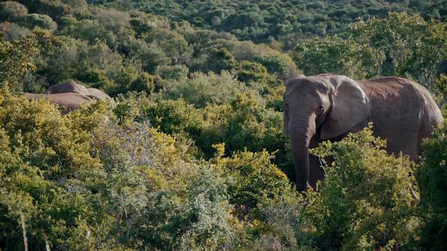 Large elephant grazing in African brush.