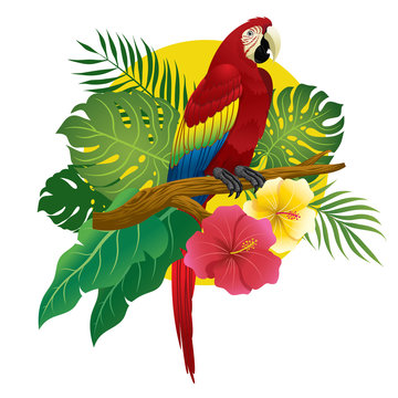 red macaw sit on branch of tree