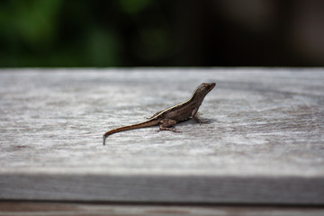 Florida lizard sun bathing on a hot day